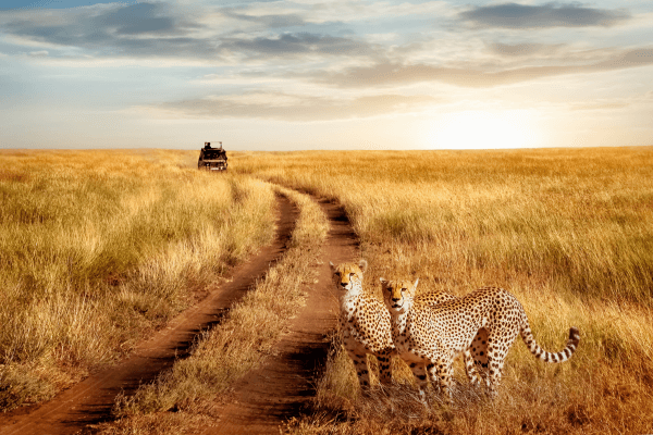 tanzânia vida selvagem
